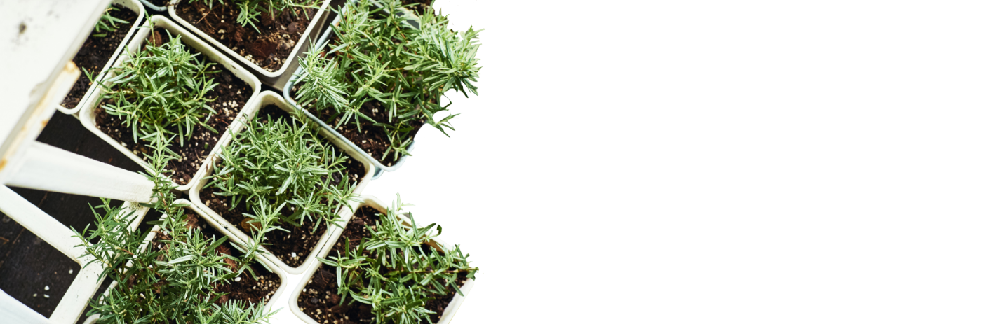 Rosemary in white pots, seen from above