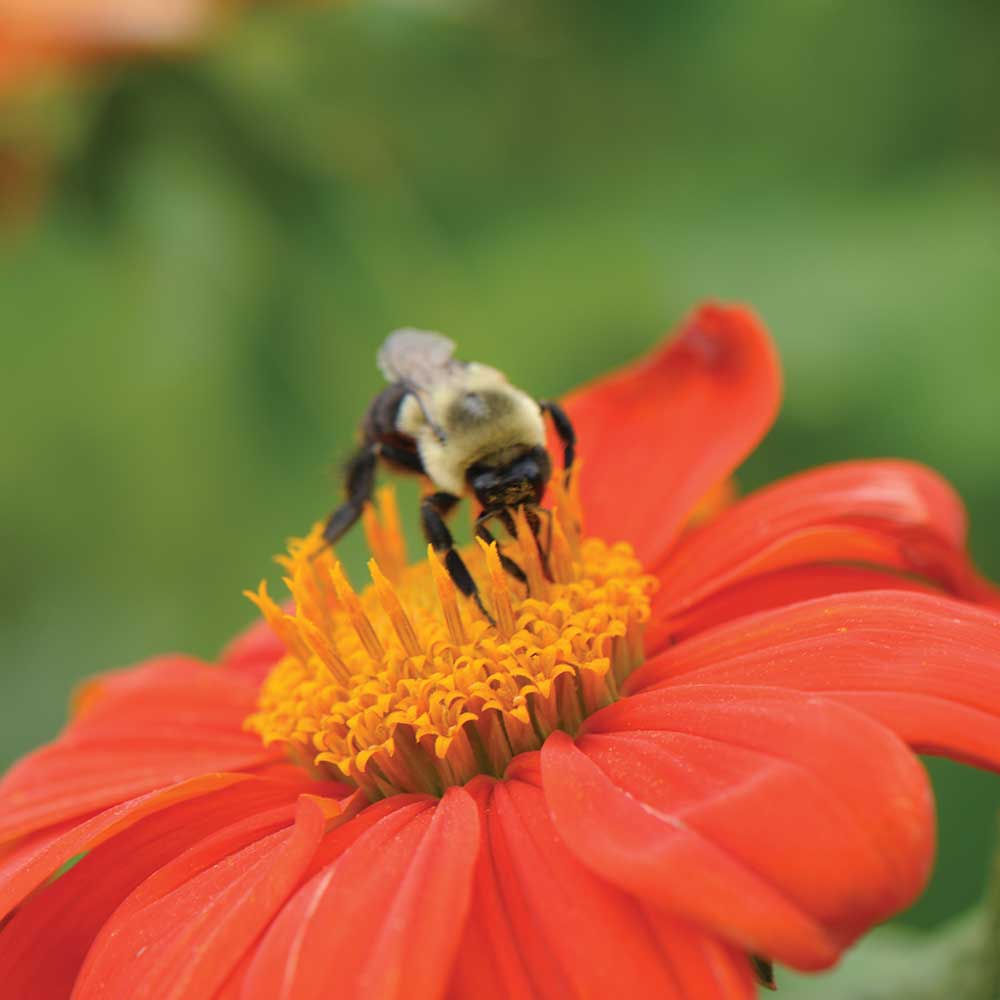 Bumble bee landing on orange Tithonia flower
