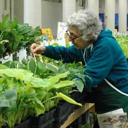 Gray-haired woman checking hostas on the shelf