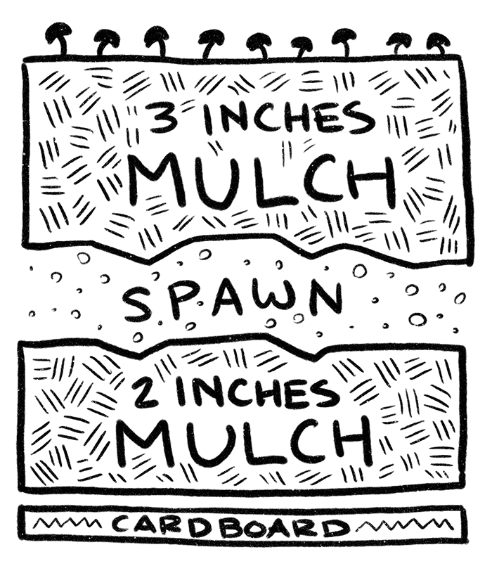Illustration showing layering of 3" of mulch above spawn, then 2" mulch, then cardboard at bottom