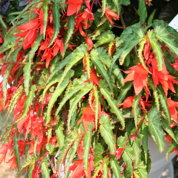 Begonia, Bolivian - Santa Cruz | Friends School Plant Sale