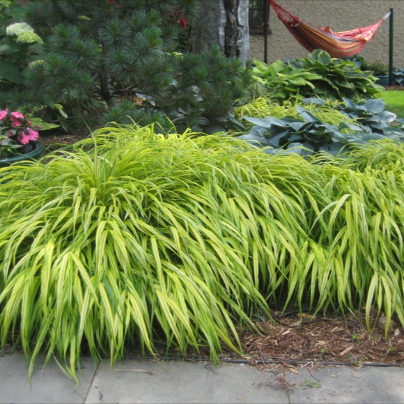 Japanese Forest Grass - Aureola | Friends School Plant Sale