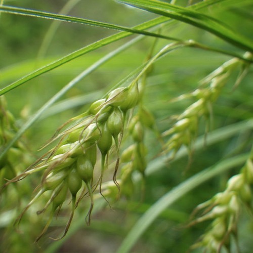 sedges-grasses-are-a-wetland-s-foundation-green-star-wetland-plant-farm