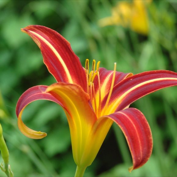 Daylily - Red Top | Friends School Plant Sale