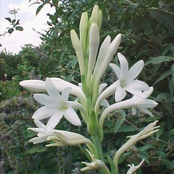 Tuberose - Single | Friends School Plant Sale