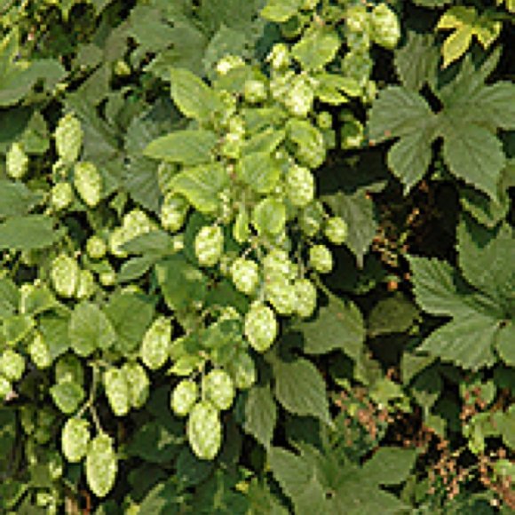 Hops plants for sale minnesota information