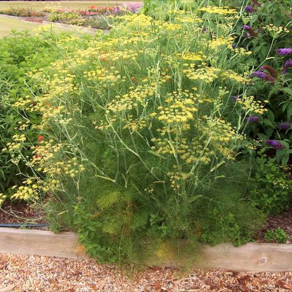 Dill - Bouquet | Friends School Plant Sale