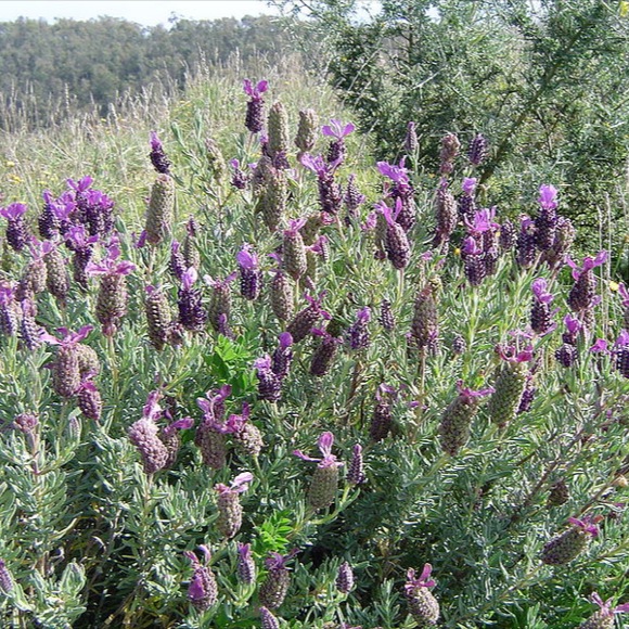 Lavender Plants Greenwood Nursery