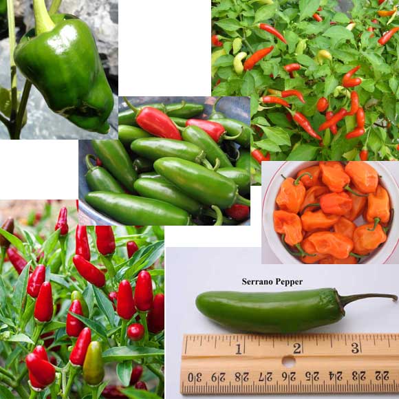 Pepper, Hot - Mixed Hot Peppers | Friends School Plant Sale