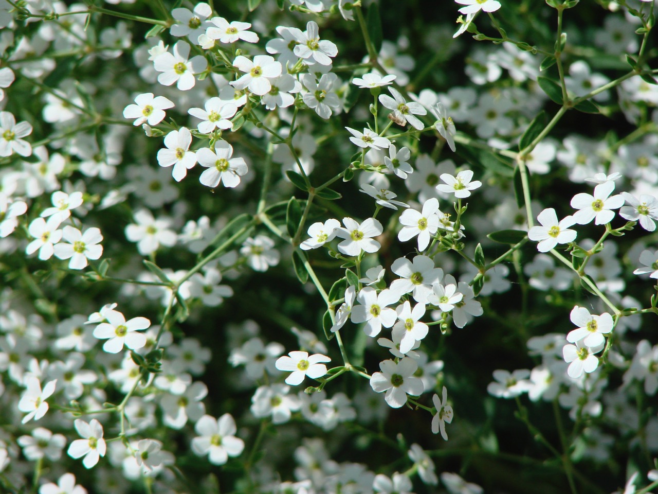 Prairie Baby S Breath Wild Prairie Baby S Breath Friends School Plant Sale