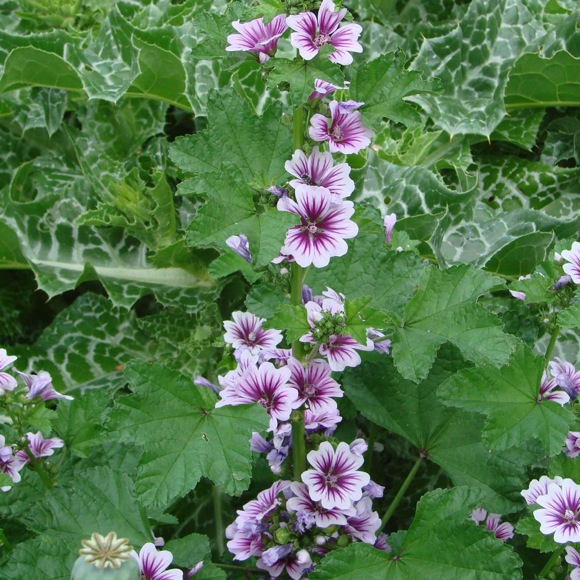 Hollyhock, French - Zebrina | Friends School Plant Sale