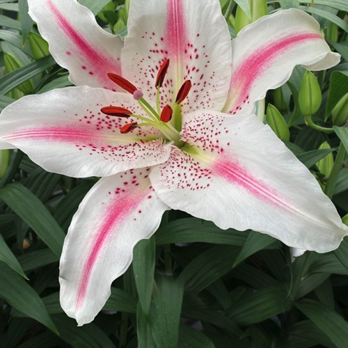 Lily, Oriental Lovely Day Friends School Plant Sale