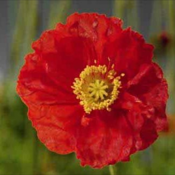 Poppy Iceland Spring Fever Red Friends School Plant Sale