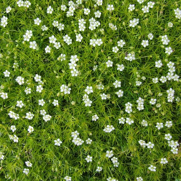 Irish Moss - Green | Friends School Plant Sale