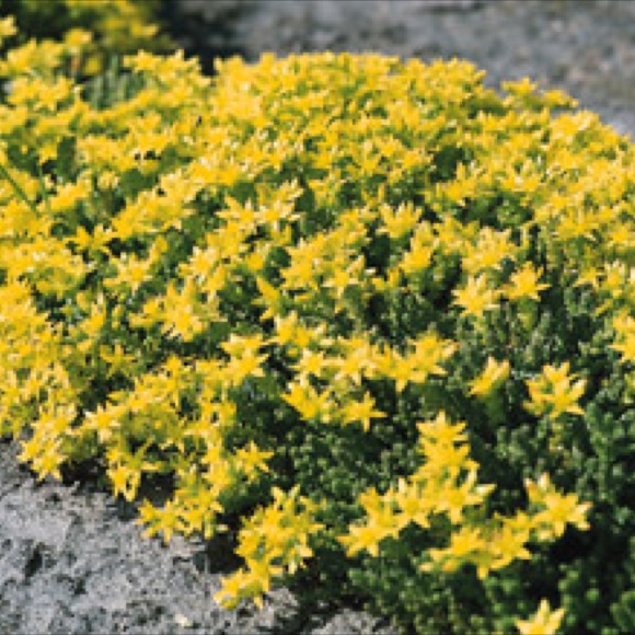 Stonecrop, Creeping - Golden Carpet | Friends School Plant Sale