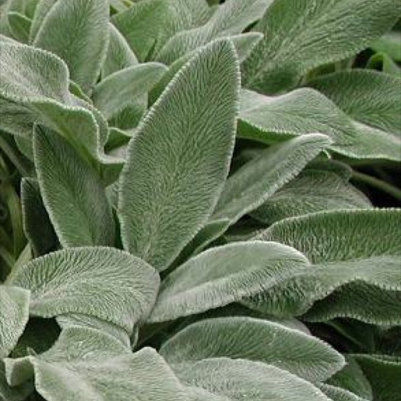 Lamb S Ear S Byzantina Friends School Plant Sale