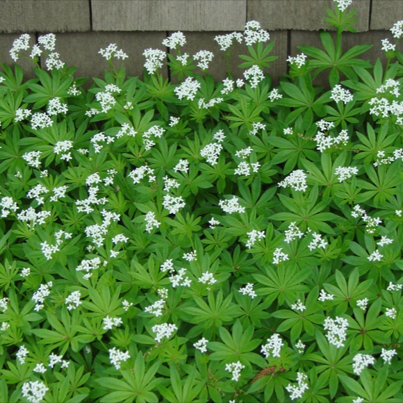 is sweet woodruff poisonous to dogs