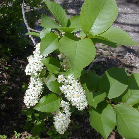 minnesota chokecherry jam