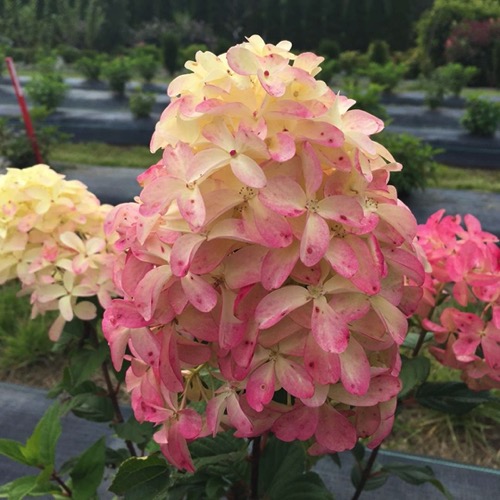 Hydrangea, Panicled - Quick Fire Fab | Friends School Plant Sale