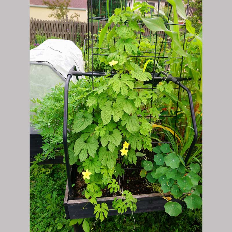 Bitter Melon Big Top Friends School Plant Sale