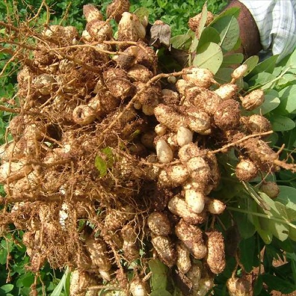 Peanuts - Jumbo Virginia | Friends School Plant Sale