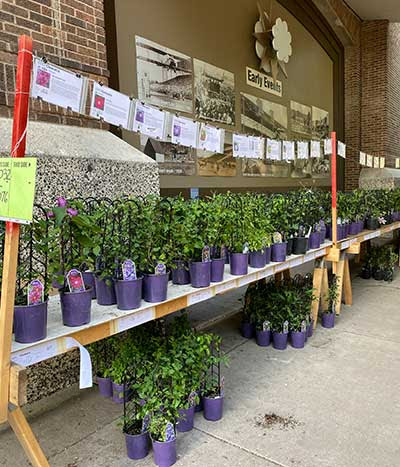 Rows of clematis plants on display at the Sale