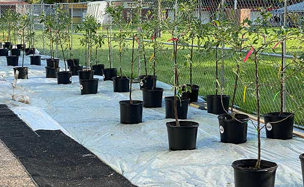 Espaliered apple trees in large pots on display at the Sale.