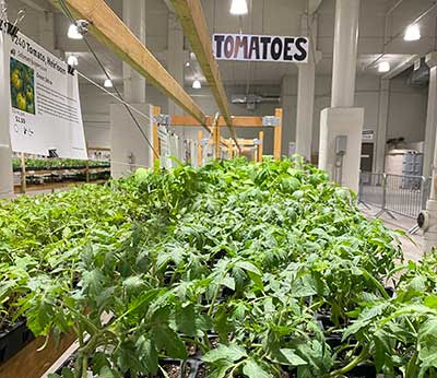 A shelf full of tomato plants