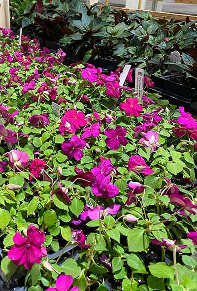 Bright purple pink impatiens