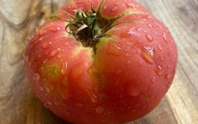 Dewy red Brandywine tomato 