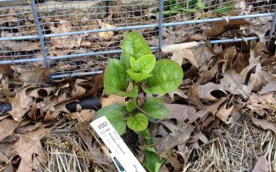 Young malabar spinach plant