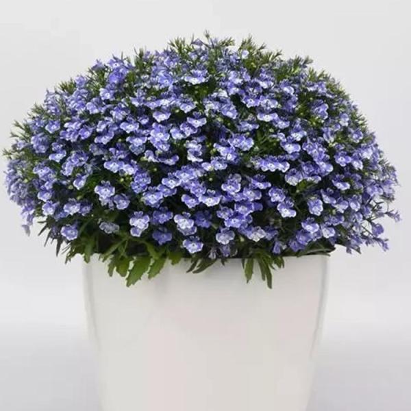 Lobelia, Compact - Magadi Compact Blue Bay | Friends School Plant Sale