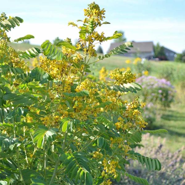 senna hebecarpa seed pods