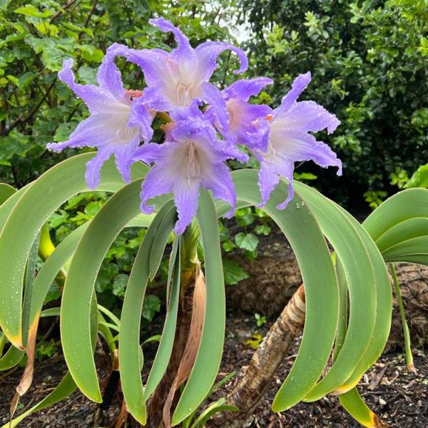 Blue Amaryllis - Blue Amaryllis | Friends School Plant Sale