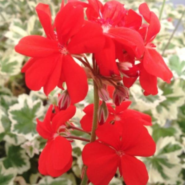 Geranium - Mint Julep | Friends School Plant Sale