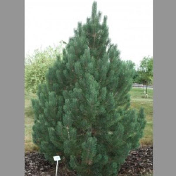 Pine, Mugo - Tannenbaum | Friends School Plant Sale