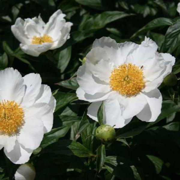 Peony, Japanese - P. japonica | Friends School Plant Sale