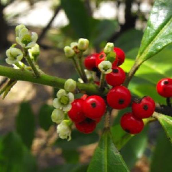 Yerba Mate - Yerba Mate | Friends School Plant Sale