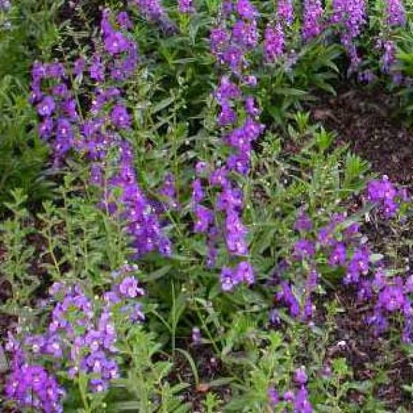 Angelonia - Serena Purple | Friends School Plant Sale