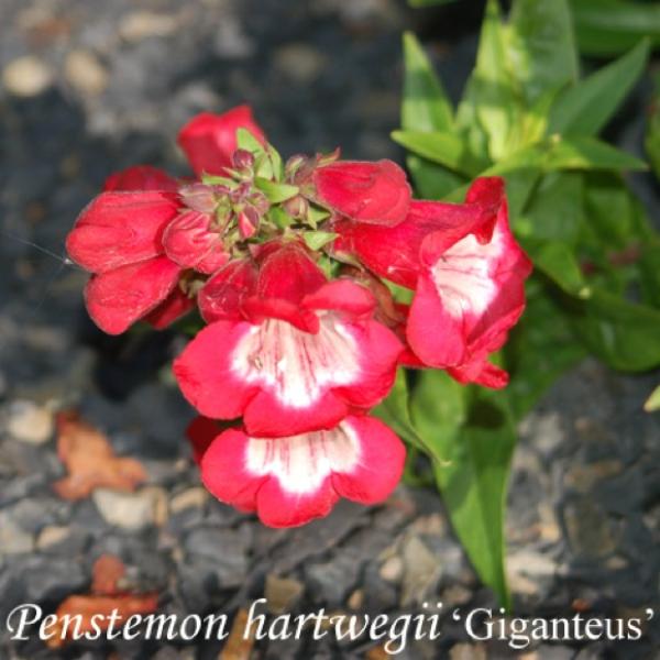 beardtongue-annual-giganteus-mix-friends-school-plant-sale