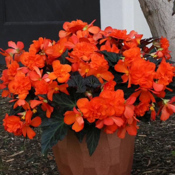 Begonia, Tuberous - Portofino Hot Orange | Friends School Plant Sale