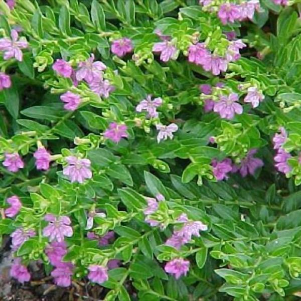 Mexican Heather - Lavender Lace | Friends School Plant Sale