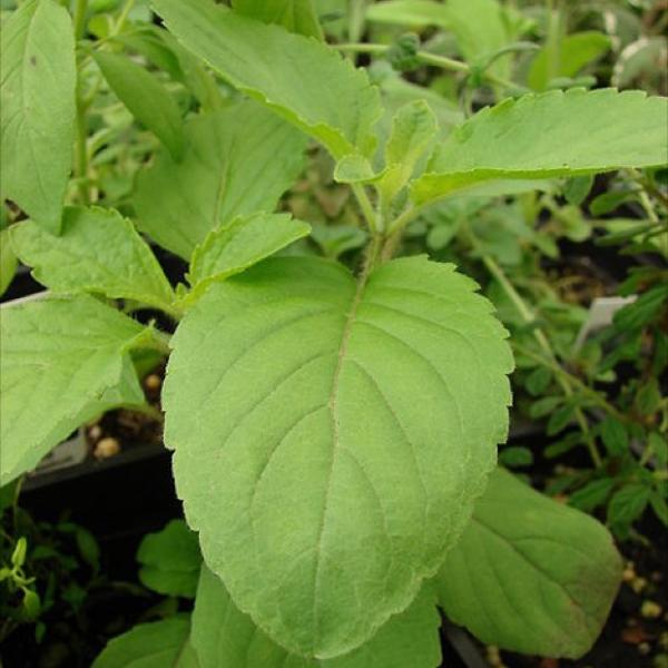 Basil Holy Friends School Plant Sale