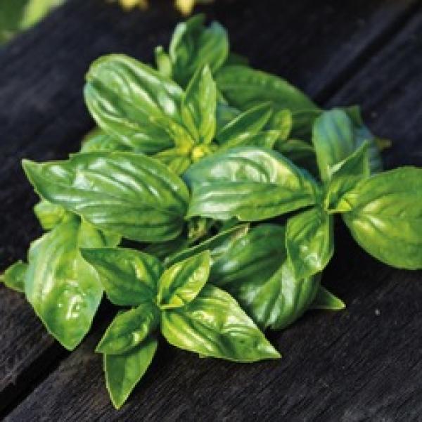 Basil Sweet Genovese Keira Friends School Plant Sale