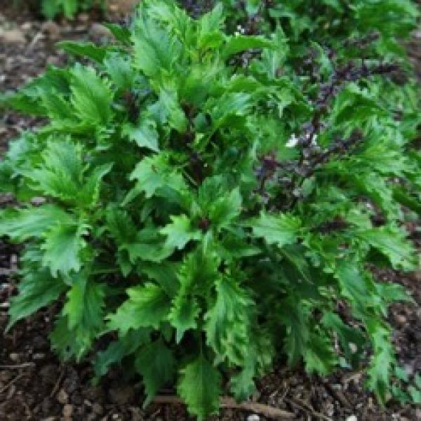 Basil Mrihani Friends School Plant Sale