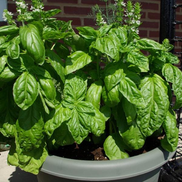 Basil Mammoth Friends School Plant Sale