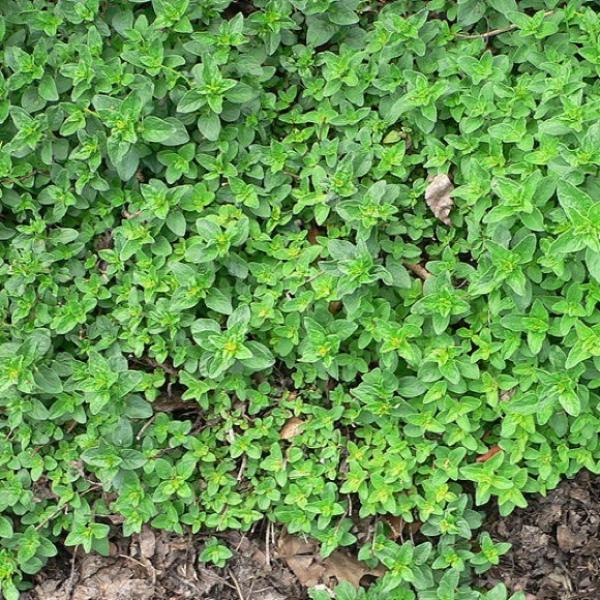 Marjoram, Sweet - Zaatar | Friends School Plant Sale