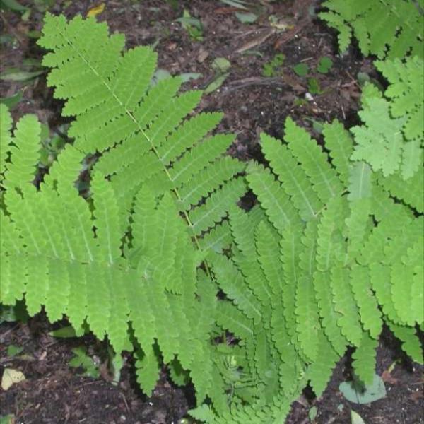 Fern, Interrupted - O. claytoniana | Friends School Plant Sale