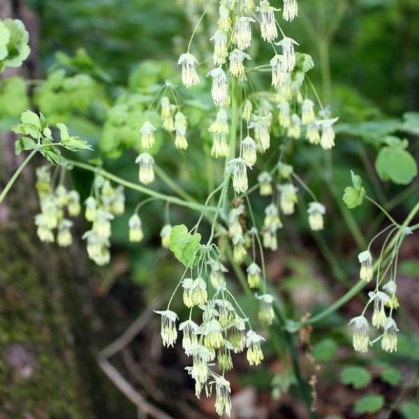 Meadow Rue, Early - Wild Early Meadow Rue | Friends School Plant Sale