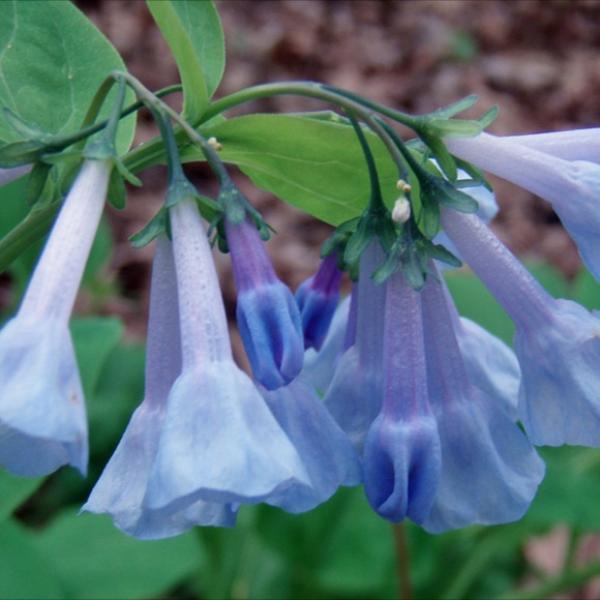 Bluebells, Virginia - Wild Virginia Bluebells | Friends School Plant Sale